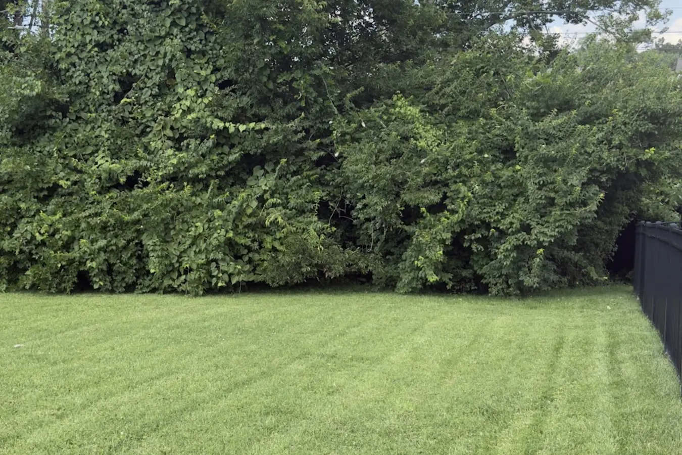 Finished residential lawn after Prosper In Lawn Care completed the mowing and trimming